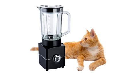 twitter cat blender|Twitter. It’s what’s happening / Twitter